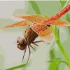 Red Dragonfly Animal Paint By Numbers