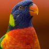 Colorful Rainbow Lorikeet Paint By Numbers