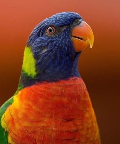 Colorful Rainbow Lorikeet Paint By Numbers
