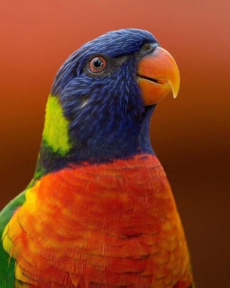 finalizing and admiring the Colorful Rainbow Lorikeet artwork