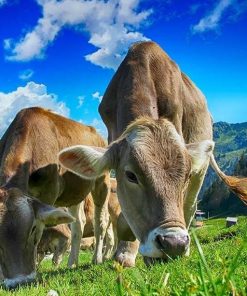 Cows and Calf Paint By Numbers