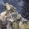 Winter Wolves Animal Paint By Numbers