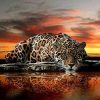 Leopard Gaze Animal Paint By Numbers