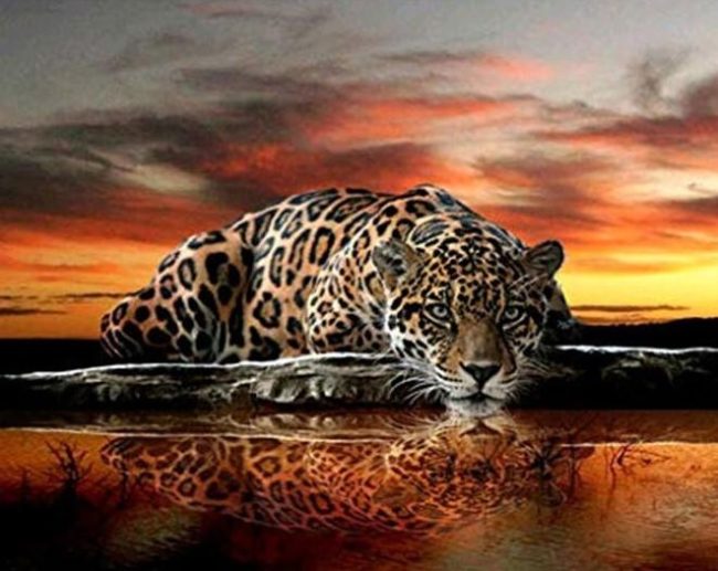 Leopard Gaze Animal Paint By Numbers