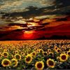 Sunflower Sunrise Paint By Numbers