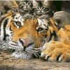 Cute Tiger Kittens Paint By Numbers