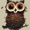Coffee Owl Birds Paint By Numbers