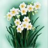 Daffodil Bloom Paint By Numbers