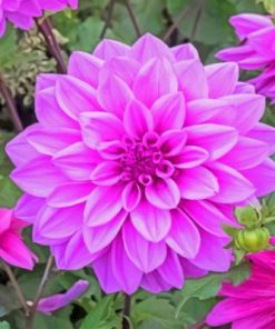 Dahlia Lilac Blooming Paint By Numbers