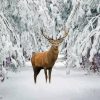 True Deer Snowy Landscape Paint By Numbers