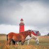 Horses by Bovbjerg Lighthouse Paint By Numbers