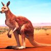 Desert Kangaroo Wildlife Paint By Numbers