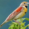Dickcissel Bird Painting Kit Paint By Numbers