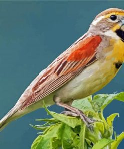 Dickcissel Bird Painting Kit Paint By Numbers