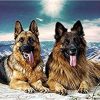 German Shepherd Dog Paint By Numbers