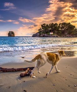 Beach Dog Scene Paint By Numbers