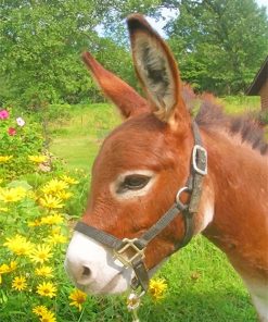 Donkey in Blooming Field Paint By Numbers