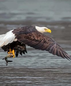 Eagles and Fish River Scene Paint By Numbers