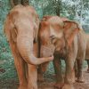 Elephant Love Paint By Numbers