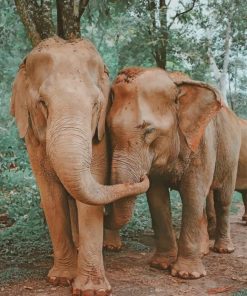 Elephant Love Paint By Numbers