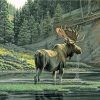 Moose in Nature Paint By Numbers