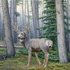 Misty Forest Deer Paint By Numbers