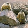 Prairie Dog Wildlife Paint By Numbers