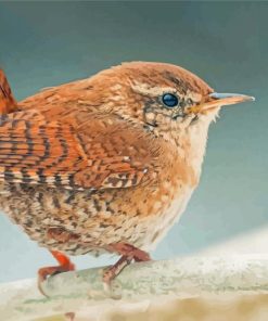 Charming English Wren Paint By Numbers