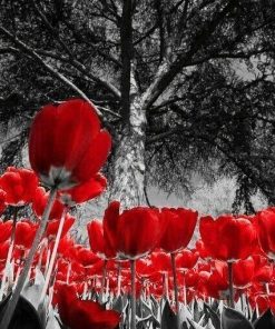 Red and Black Tulip Paint By Numbers