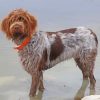 Wirehaired Pointing Griffon Dog Paint By Numbers
