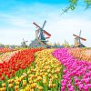 Colorful Tulip Field Landscape Paint By Numbers