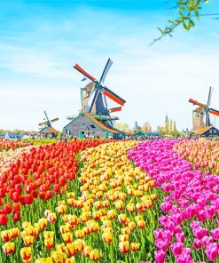 Colorful Tulip Field Landscape Paint By Numbers