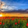 Red Poppies Field at Sunset Paint By Numbers