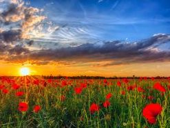 Red Poppies Field at Sunset Paint By Numbers