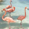 Pink Flamingo Beauty Paint By Numbers