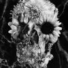 Floral Skull Black and White Paint By Numbers