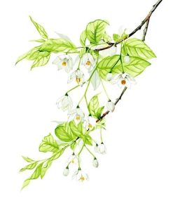 Flower Branch Blossoms Paint By Numbers