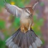 Northern Mockingbird Birds Paint By Numbers