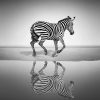 Zebra Black and White Paint By Numbers