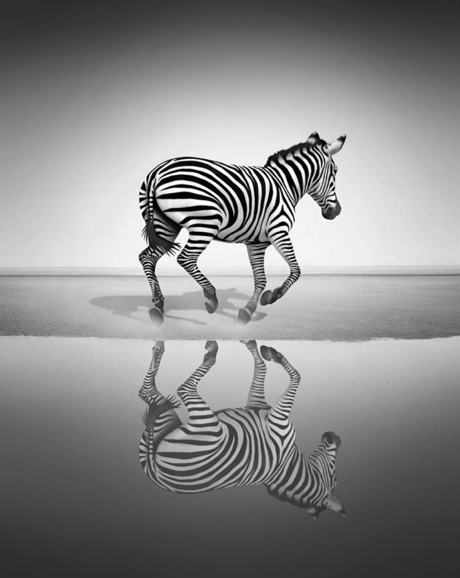 Zebra Black and White Paint By Numbers