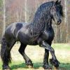 Majestic Friesian Horse Paint By Numbers