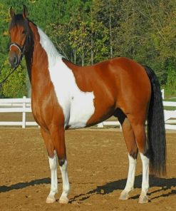 Majestic Black Friesian Paint By Numbers