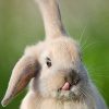 Funny Animal Rabbit Picture Paint By Numbers
