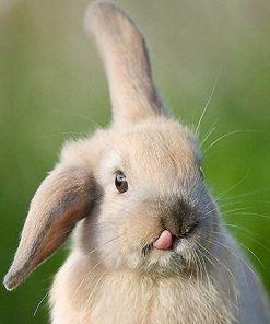 Funny Animal Rabbit Picture Paint By Numbers