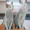 Funny Russian Blue Kitten Paint By Numbers