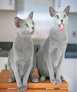 Funny Russian Blue Kitten Paint By Numbers