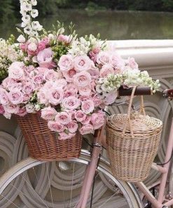 Pink Roses Bicycle Scene Paint By Numbers