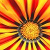 Gazania Big Kiss Yellow Flower Paint By Numbers