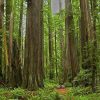 Giant Redwood Forest Paint By Numbers