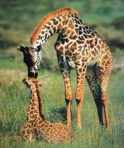 Giraffe and Baby Animal Paint By Numbers